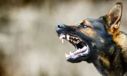 İstanbul Valiliği’nden ‘Kuduz vakalarında artış’ açıklaması