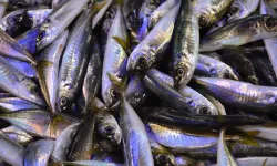 Karadeniz’de hamsi yerini istavrite bıraktı