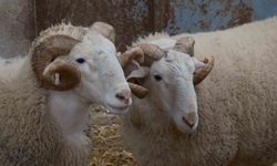 Koyunlara suni tohumlama geliyor