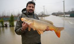 Meriç Nehri’nin taşmasıyla bazı vatandaşlar tarlasında canlı sazan balığı yakaladı