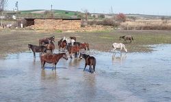 Milyonluk yarış atları da su altında kaldı