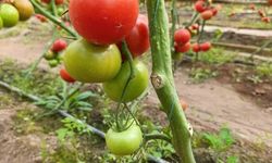 Simav’da yetişen ’coğrafi işaretli’ Eynal domatesi pazarlarda ilgi görüyor