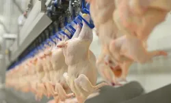 Son Dakika: Tavuk İhracatı Ramazan Öncesi Durduruldu
