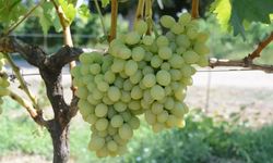 Tekirdağ’da "Günışığı" üzümü tescillendi