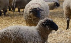 Yılların Merinos Koyunu’na yeni etçil rakip geldi: Bandırma Koyunu