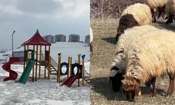 40 kilometre arayla iki mevsim: Yüksekova’da kar, Esendere’de bahar mesaisi