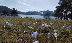 Abant’ta karların ardından bahar manzarası