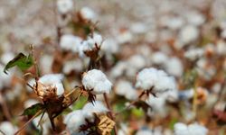 Adana’da pamukta ’pembekurt’ zararlısına karşı uyarı