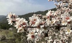 Antalya’da badem ağaçları çiçek açtı, doğada renk cümbüşü yaşanıyor
