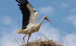 Baharın müjdecisi leylekler görsel şölen oluşturdu