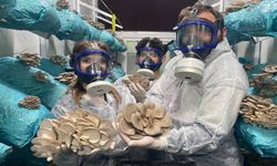 Hobi olarak başladığı mantar yetiştiriciliğinde günde 1 tona yakın hasat elde ediyor