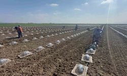 Karacabey Ovası’nda turfanda karpuz ekimi başladı
