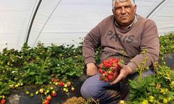 Köprübaşı çileği altın sezonunu yaşıyor