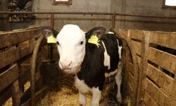 Samsun’da ari işletme sayısı artıyor