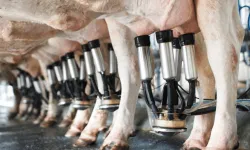 Ticari süt işletmelerince 944 bin 926 ton inek sütü toplandı