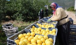 TÜİK’e göre limonda üretici fiyatları yıllık yüzde 410 yükseldi