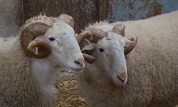 Türkiye’nin en değerli koçları rekor fiyatlara satılıyor