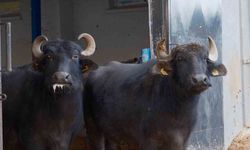 Türkiye’nin yeni manda ırkı Murana süt verimi ile dikkat çekiyor