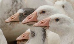 Anadolu kazına "milli kimlik": Anne hattı Yozgat, baba hattı Bandırma