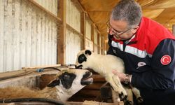 Bafra’da organik hayvancılığa yerinde inceleme