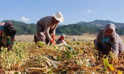 Bakanlıktan kırsal kalkınma yatırımlarına yüzde 70’e kadar hibe desteği