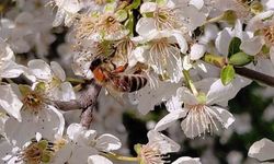Bolu’da baharın gelmesiyle arılar harekete geçti