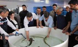 Bu balığın havyarı ’siyah inci’: Karadeniz’e 8 bin adet dağıtılacak, çiple takip edilecek