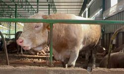 Bursa’da kurban hareketliliği: Tonluk boğayı 400 bin liraya sattı