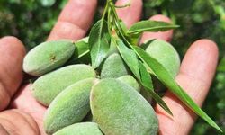 Çağla, üreticisinin yüzünü güldürdü