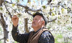 Demirci’de 800 bin kiraz ağacı çiçek açtı