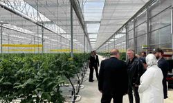 Düzce’den Seracılık İhtisas Organize Tarım Bölgesi’nde inceleme