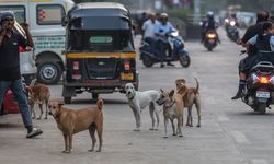 Hindistan’da 62 milyon sokak köpeği, sokakları işgal ediyor