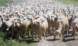 "Kırsalda Bereket Küçükbaşa Destek Projesi"nde son gün uyarısı