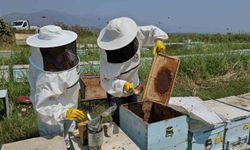 Kuyucak’tan dünyaya kovan ihracatı