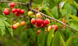 Kuzey yarımkürenin ilk kirazı rekor fiyatla satıldı