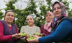 Mersin’de açıkta erik hasadı başladı, fiyatı 200 TL’ye kadar düştü