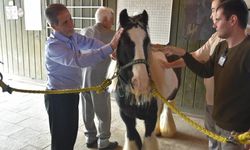 Pendik’te atlarla şifa: Yaşlılar için atla terapi dönemi başladı
