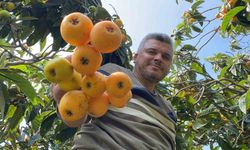 ’Sarı altın’ yenidünyada hasat başladı: İç pazara 50-100 TL’ye, dış pazara 4 dolara gönderiliyor