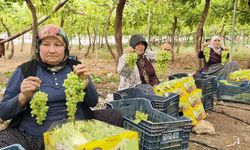 Silifke’de sezonun ilk üzümü hasat edildi, kilosu 600 TL’den ihraç edildi
