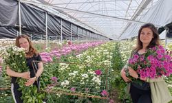 Simav’da jeotermal seralarda kasımpatı hasadı başladı