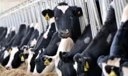 Ticari süt işletmelerince 887 bin 774 ton inek sütü toplandı