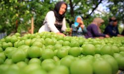 Turfanda hasat edilen can eriği Avrupa ülkelerine ihraç ediliyor