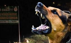 Van’daki köpek dehşetinde kan donduran detaylar