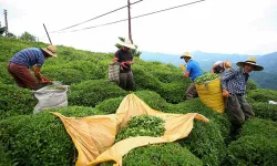 ÇAYKUR sezonun ilk 3 gününde 5 bin 600 ton çay aldı