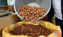 Düzce’den AB ülkelerine 4 bin 452 ton fındık ihraç edildi