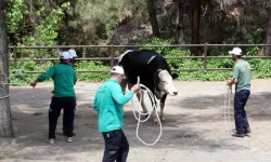 Kurban yakalama timine ’komando eğitimi’