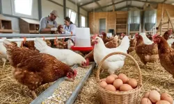 Mart ayında tavuk eti üretimi 232 bin 63 ton olarak gerçekleşti