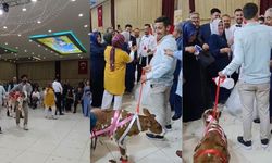 Osmaniye’de damada düğünde altın yerine buzağı verildi