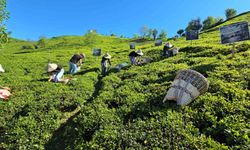 Rize’de çay sezonu karşılama programı düzenlendi