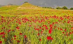 Şırnak’ta gelincik tarlasında görsel şölen